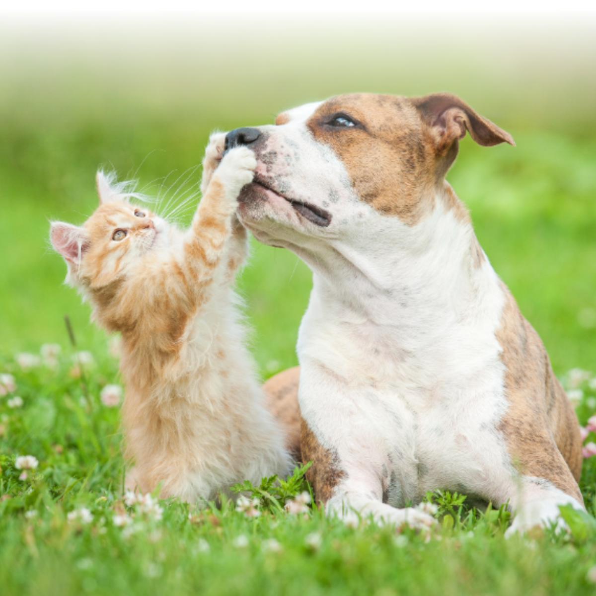 PetLawn Fall Lawn Care Bundle - SHIPS FREE