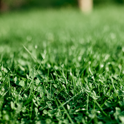 Ultimate Clover Fall Lawn Care Bundle | Ships Free