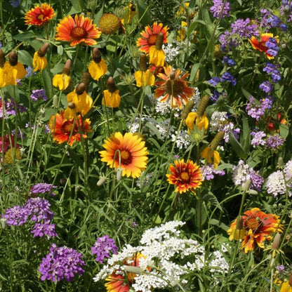 wildflower seed northeast No Deer Here Wildflower Mix