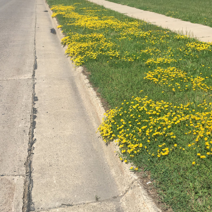 Earthwise Yellow Brick Lawn™ Natural Low Growing Lawn Seed