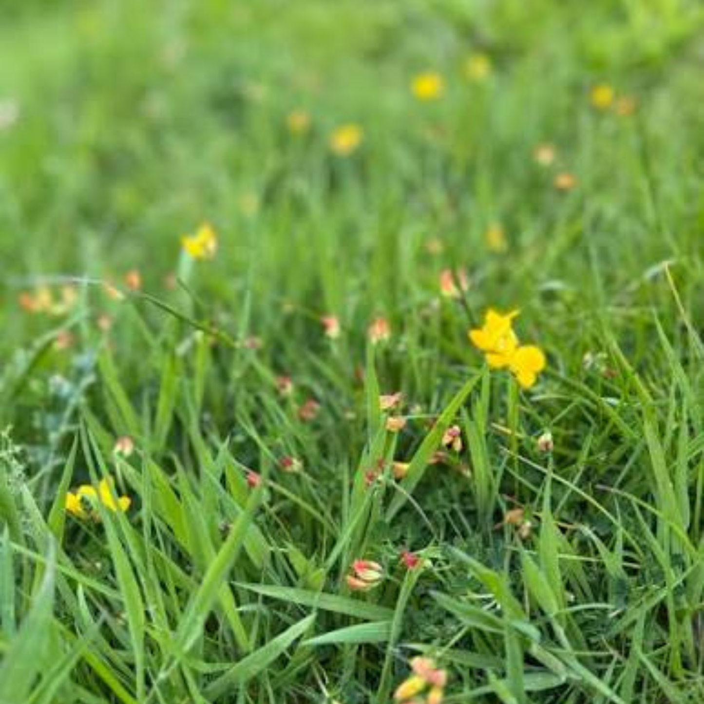 Earthwise Yellow Brick Lawn™ Natural Low Growing Lawn Seed