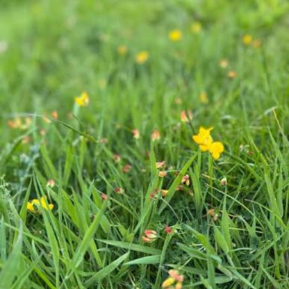 Earthwise Yellow Brick Lawn™ Natural Low Growing Lawn Seed