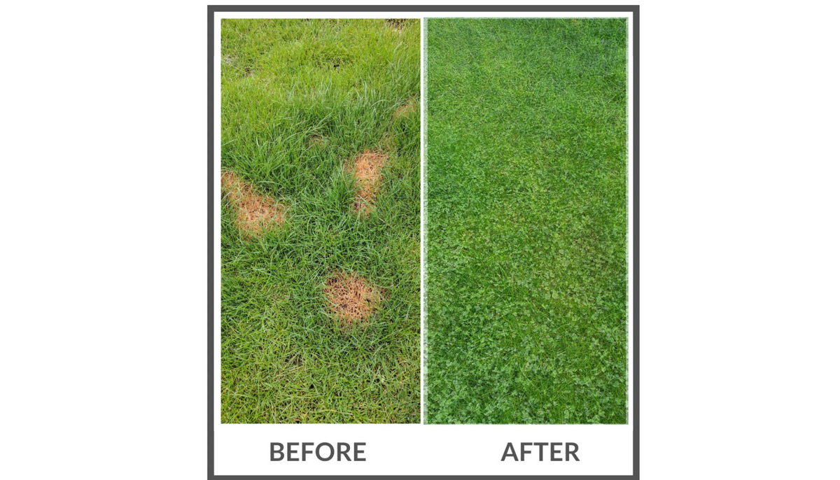 Curated visual reference: Fresh Look at Petlawn Mix Pet Safe Tall Fescue Clover Lawn Seed