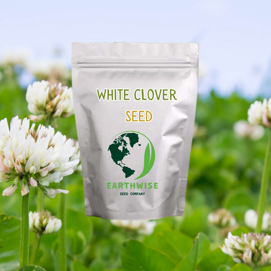 White Dutch Clover Alternative Lawn Seed