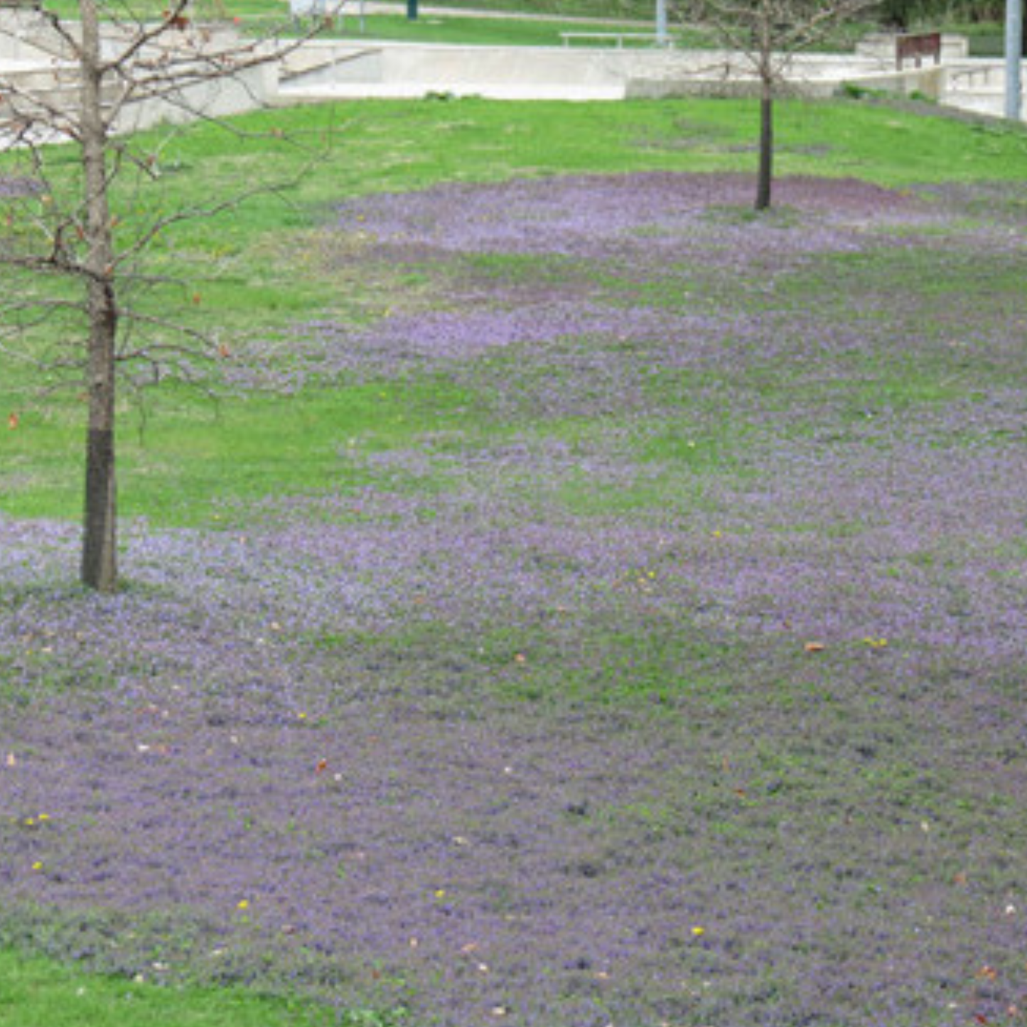 Creeping Charlie Seed (Ground Ivy)