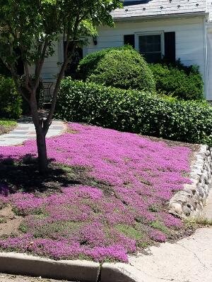 creeping thyme seeds planting instructions Thyme for a Change