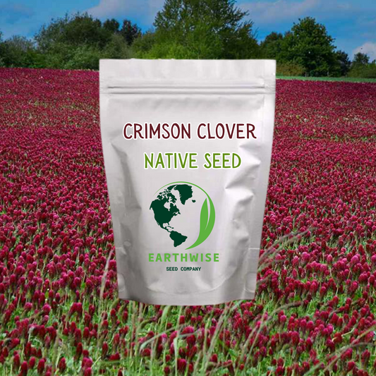 Crimson Clover Seed (Trifolium Incarnatum)