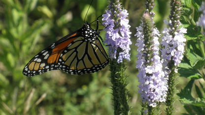 Monarch Meadow Native Mix