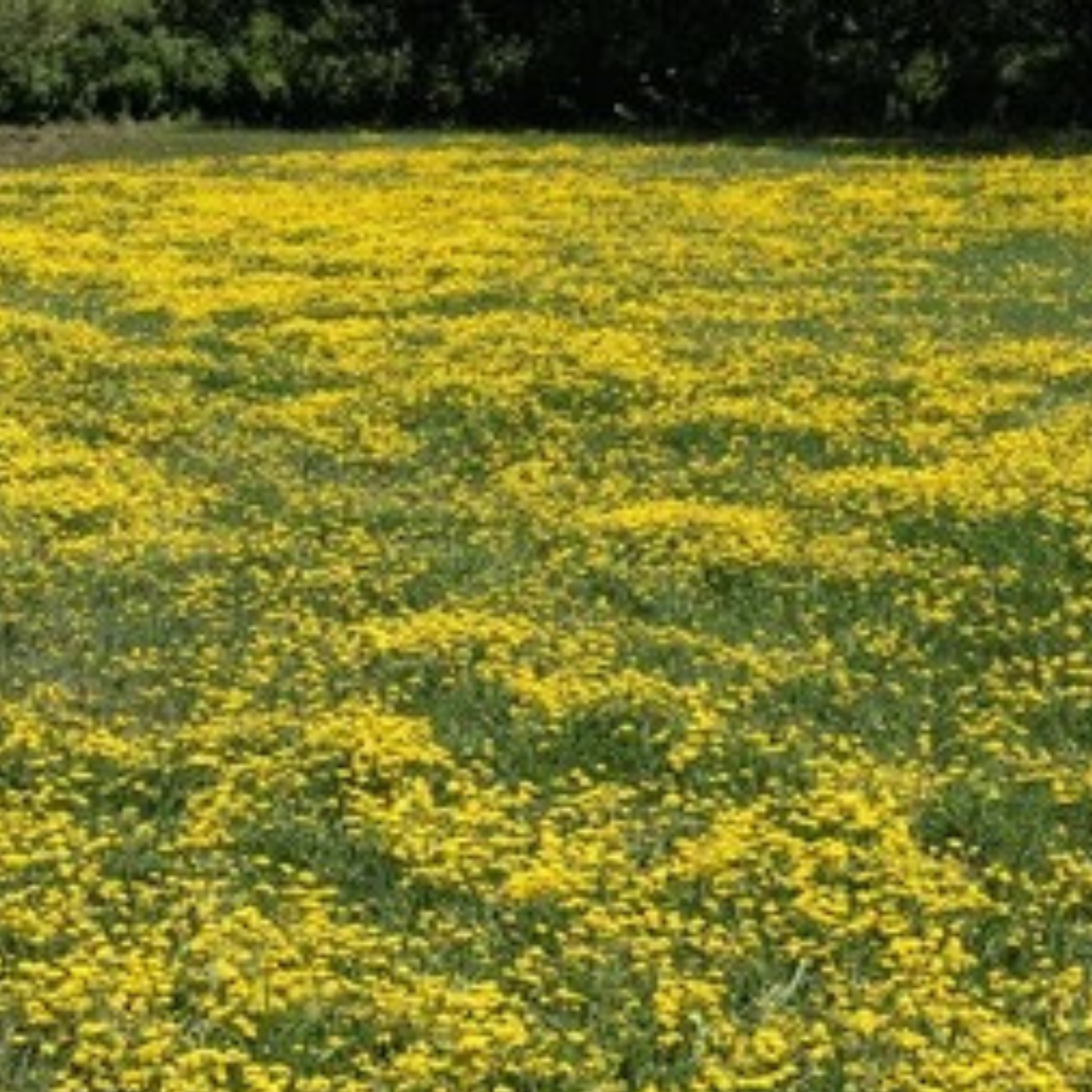 Earthwise Fields of Gold™ Natural Low Growing Ground Cover