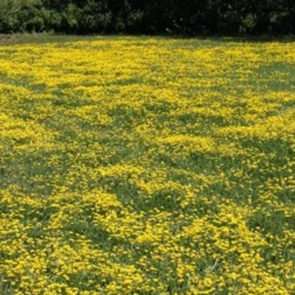 Earthwise Fields of Gold™ Natural Low Growing Ground Cover