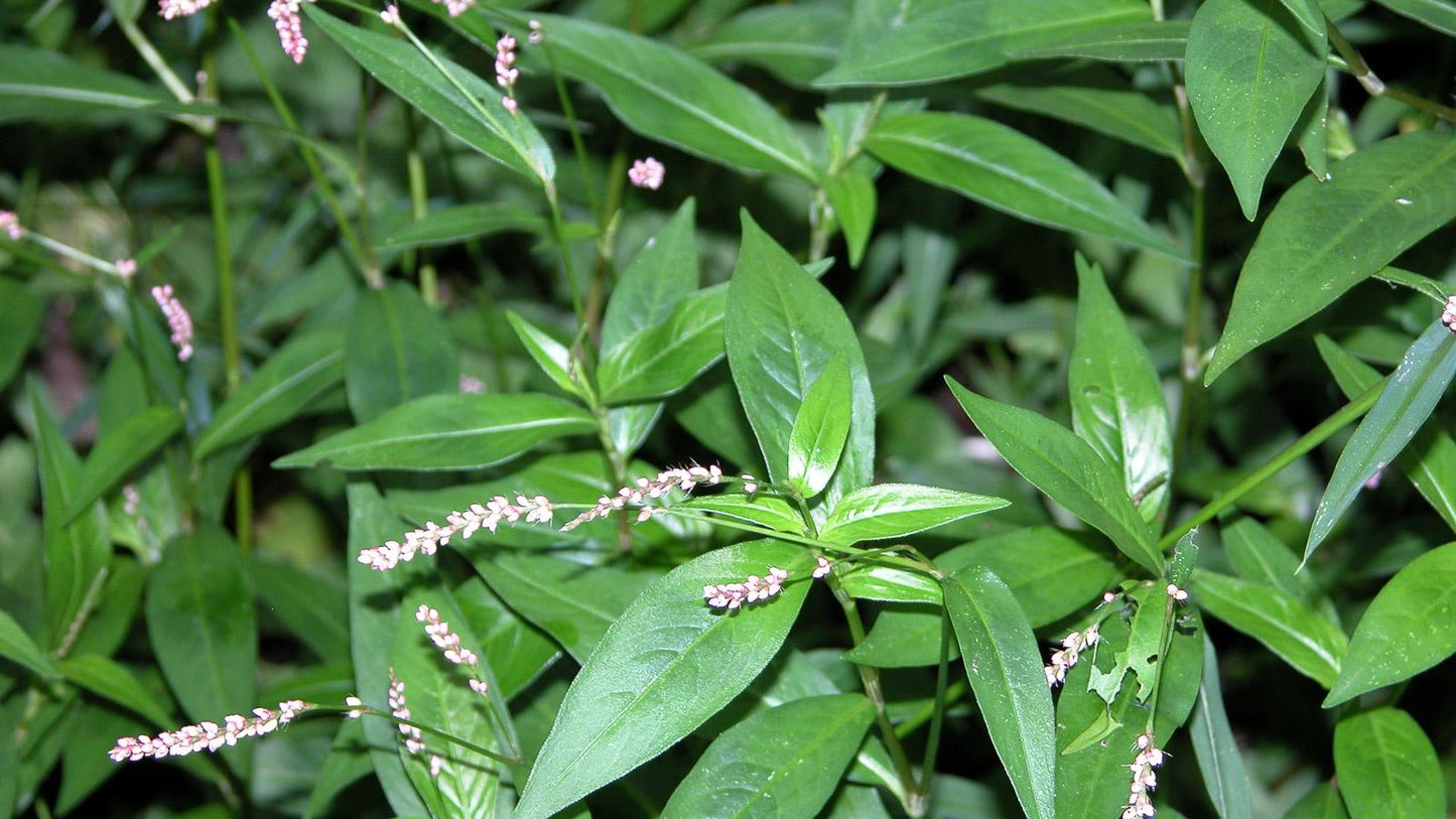 Creeping Smartweed™ — Low-Growing, Native Groundcover with Pink Blooms & Pollinator Friendly