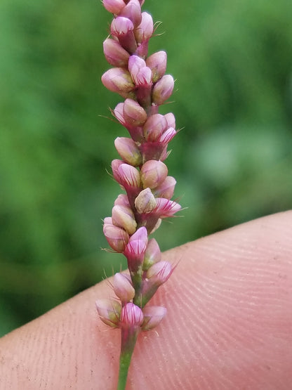 Creeping Smartweed™ — Low-Growing, Native Groundcover with Pink Blooms & Pollinator Friendly