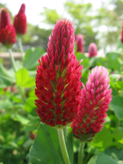 Tri-Clover - Red, White, & Crimson Clovers - Alternative Lawn Seed