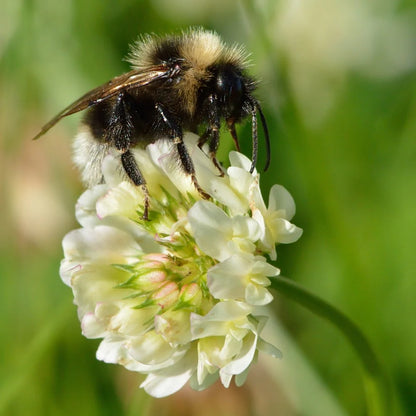 Tri-Clover - Red, White, & Crimson Clovers - Alternative Lawn Seed