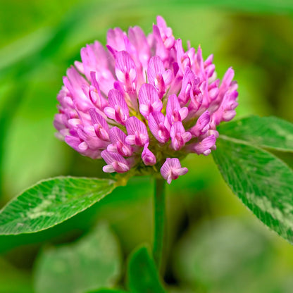 Tri-Clover - Red, White, & Crimson Clovers - Alternative Lawn Seed