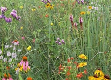 native southeast wildflower seed mix Southeast Native Meadowscaping Mix 1/4 lb Bag