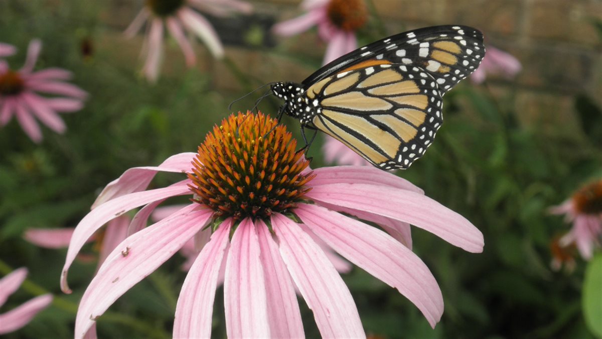 Monarch Meadow Native Mix