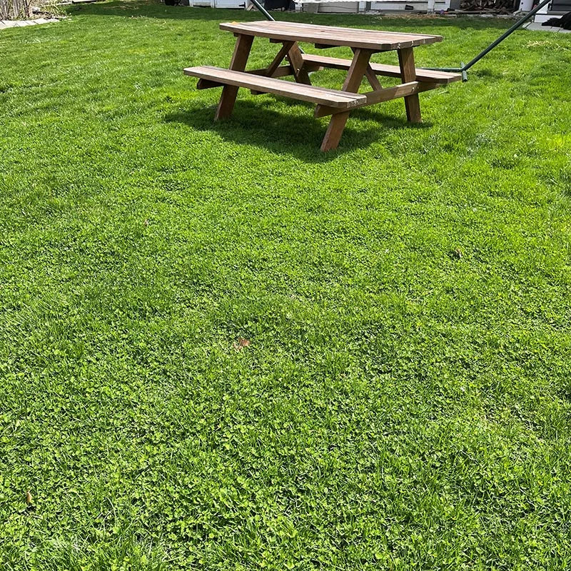 Ultimate Clover Lawn Mix: Low-Maintenance, Eco-Friendly Yard