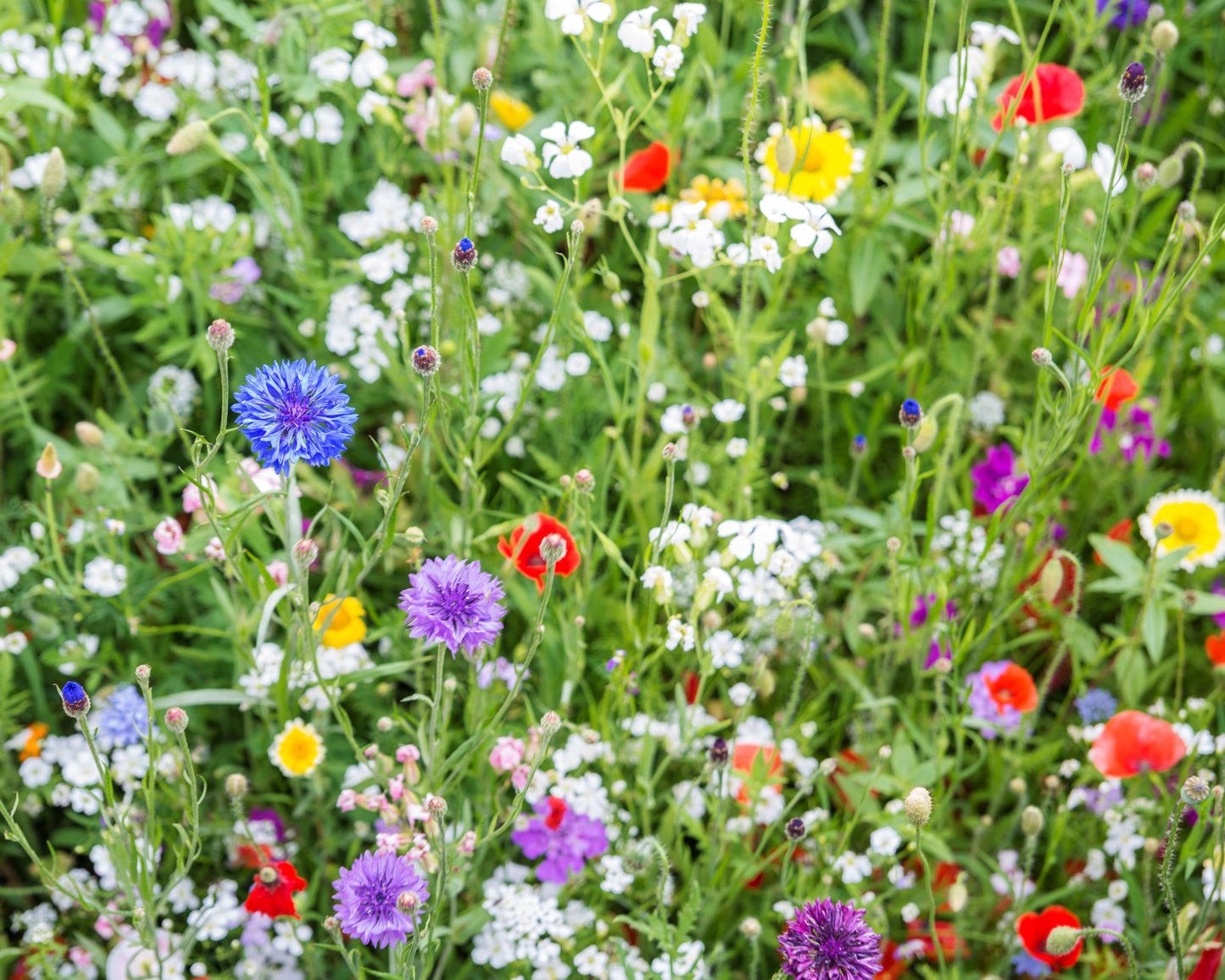 Pollinator Paradise Native Mix