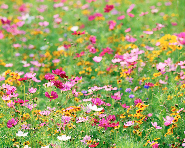 Pollinator Paradise Native Mix – Earthwise Seed