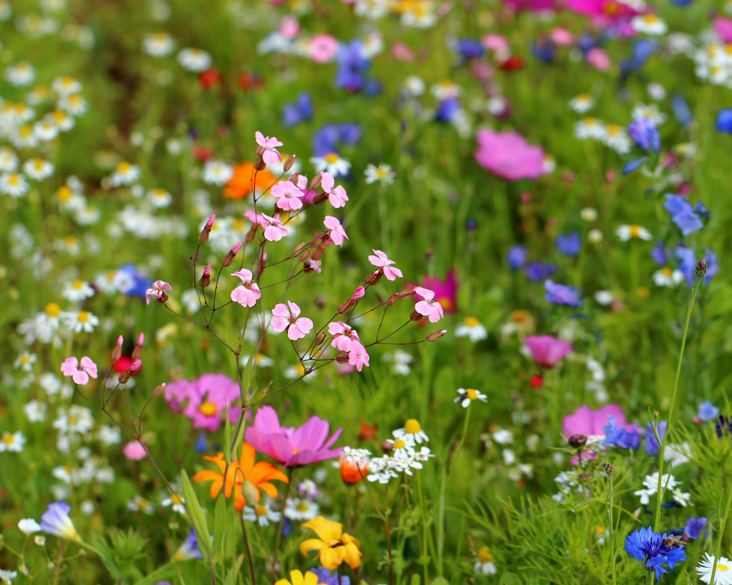 Pollinator Paradise Native Mix