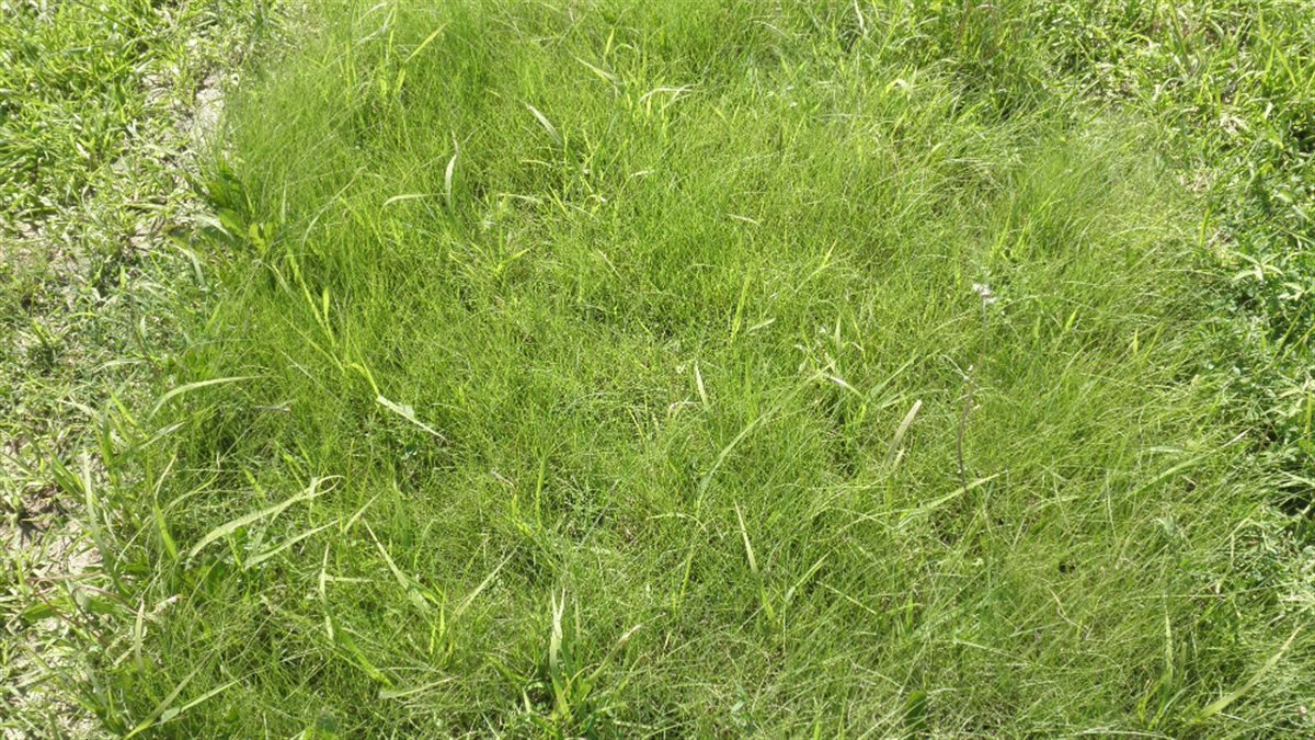 TrueGrass Native Lawn Mix