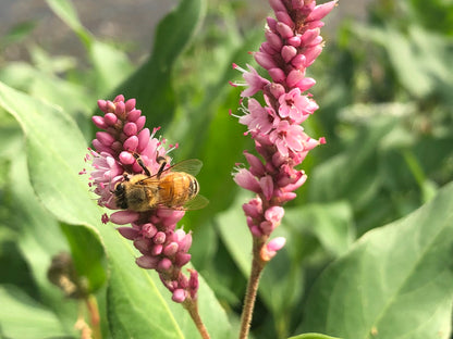 Creeping Smartweed™ — Low-Growing, Native Groundcover with Pink Blooms & Pollinator Friendly