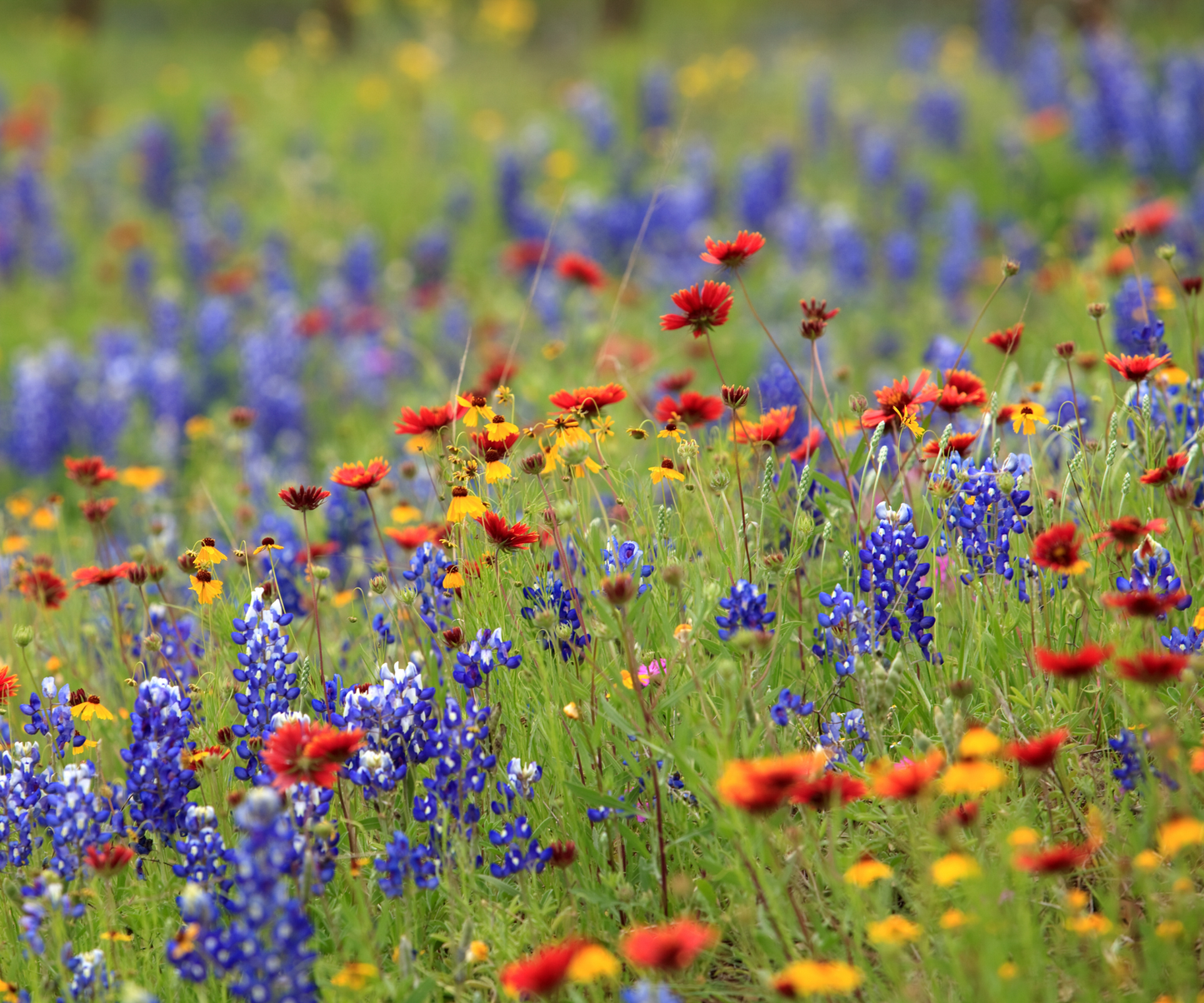 Lone Star Native Wildflower Mix -  Bold Blooms. True Texas Roots.