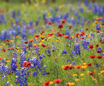 Lone Star Native Wildflower Mix -  Bold Blooms. True Texas Roots.