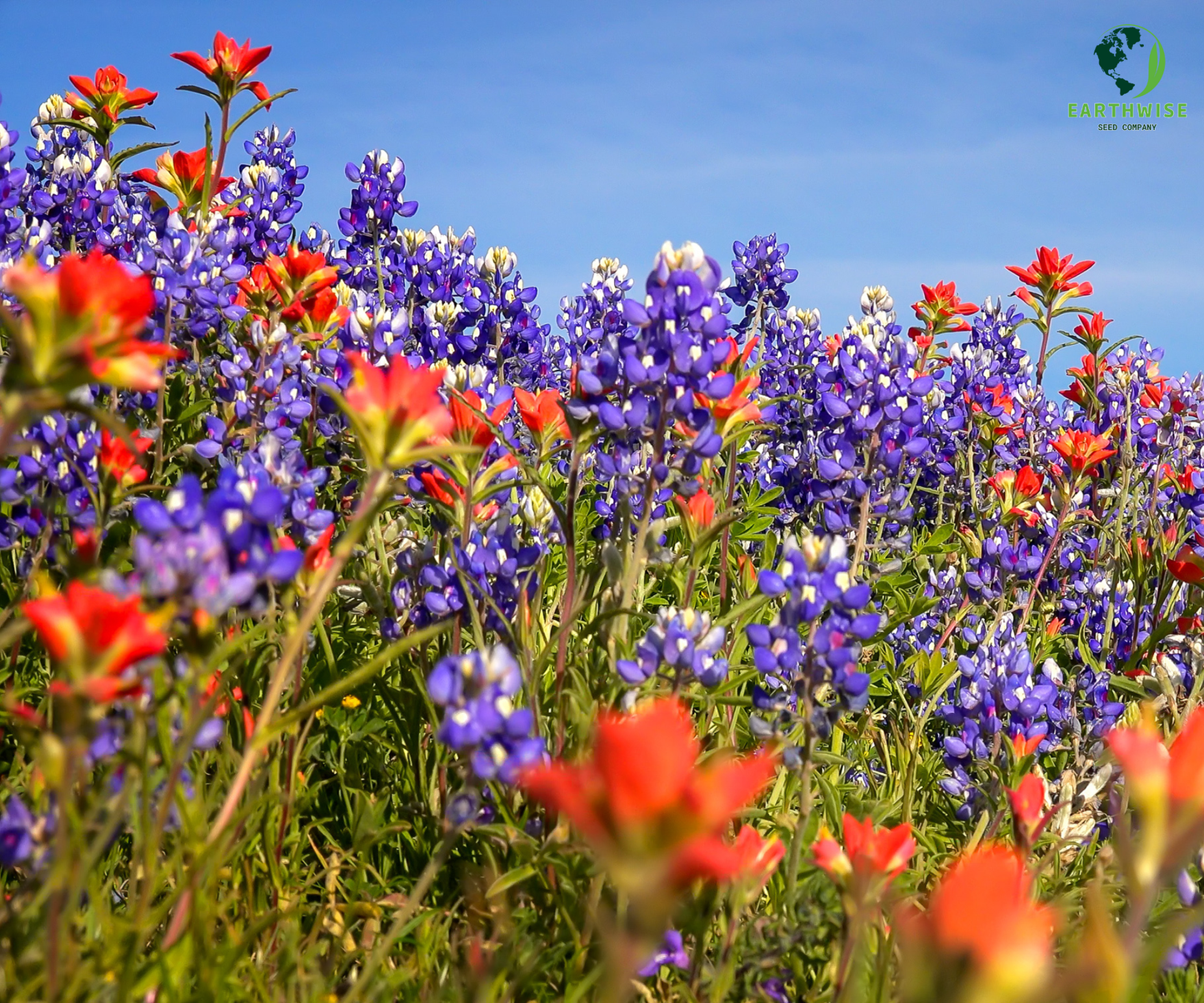 Lone Star Native Wildflower Mix -  Bold Blooms. True Texas Roots.