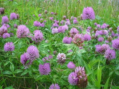 Red Velvet™ Alternative Lawn Seed (Red Carpet Clover)