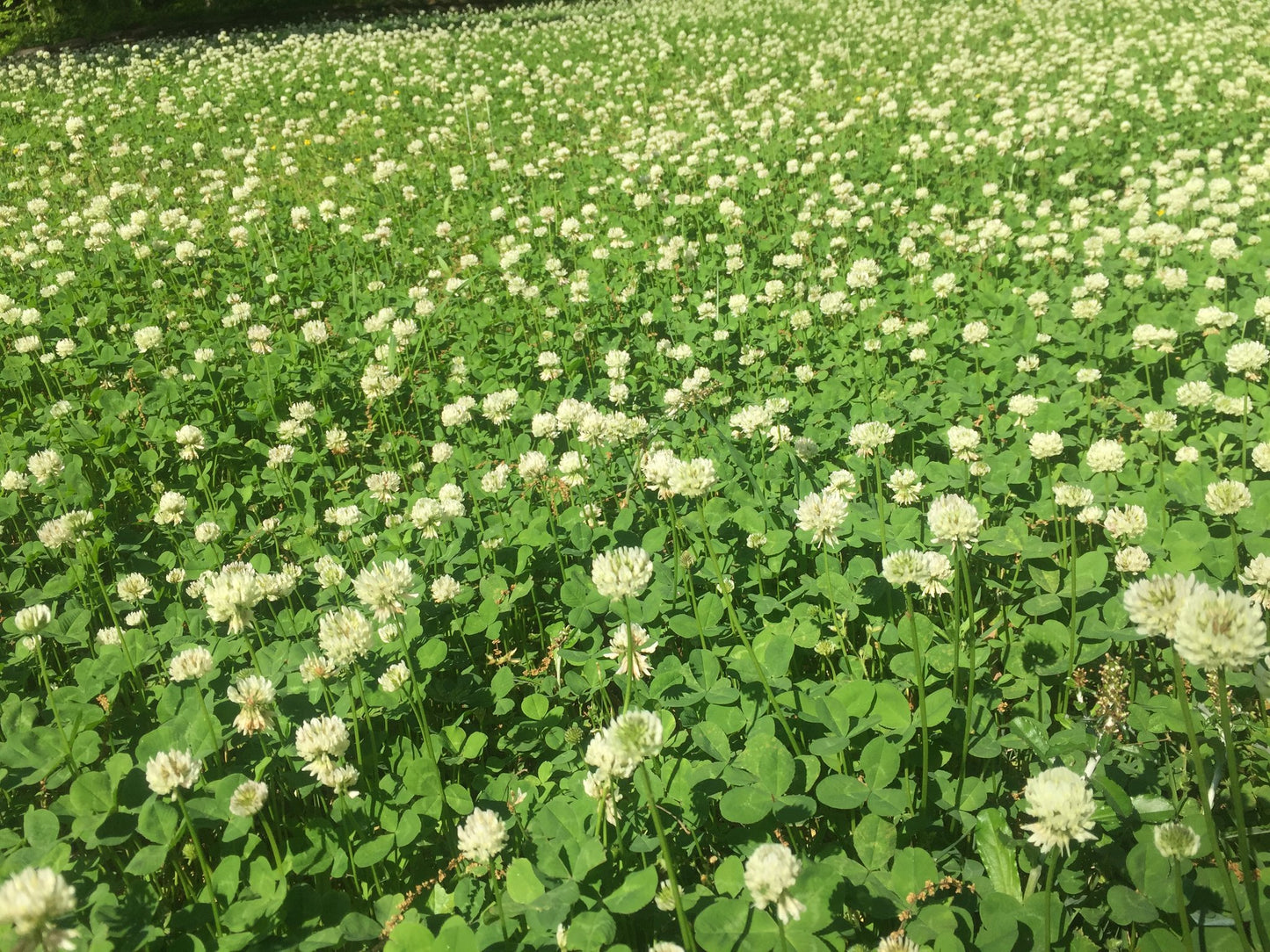 White Dutch Clover Alternative Lawn Seed