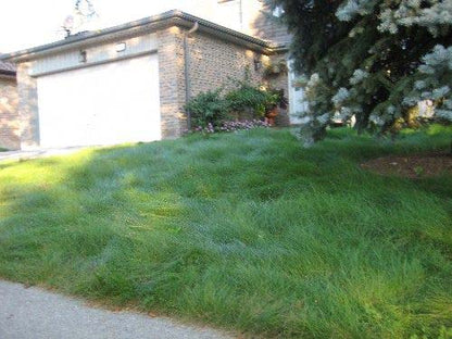 EcoSeed - The No Maintenance Lawn