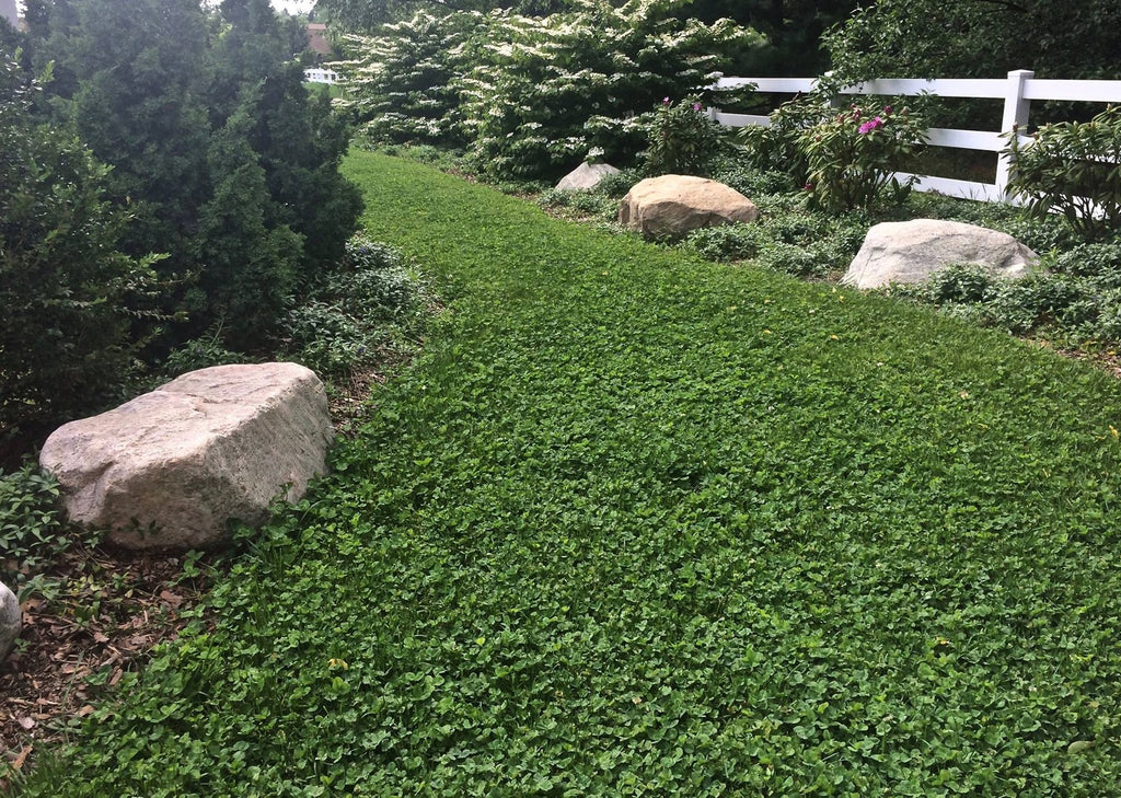 Microclover Natural Alternative Lawn Seed – Earthwise Seed