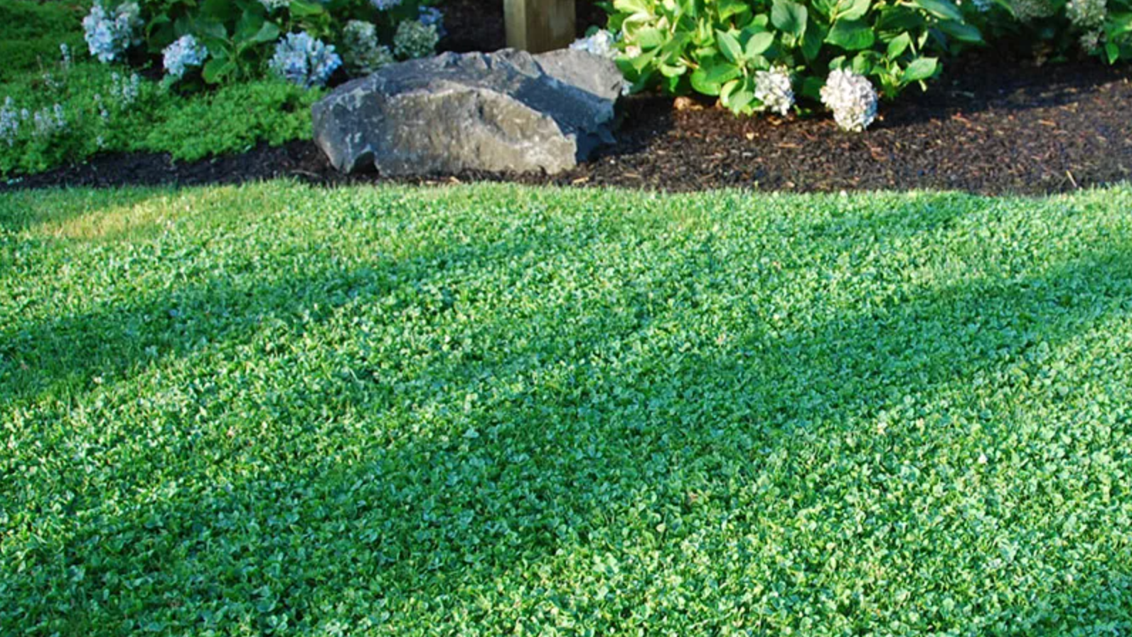 wildflower farm's eco-lawn grass seed Ultimate Clover Lawn Mix: Low-Maintenance, Eco-Friendly Yard, MicroClover Lawn Seed 5lb