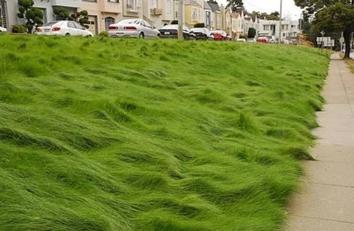 EcoSeed The No Maintenance Lawn Earthwise Seed